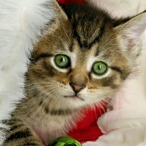 Meet your Posher, Joe